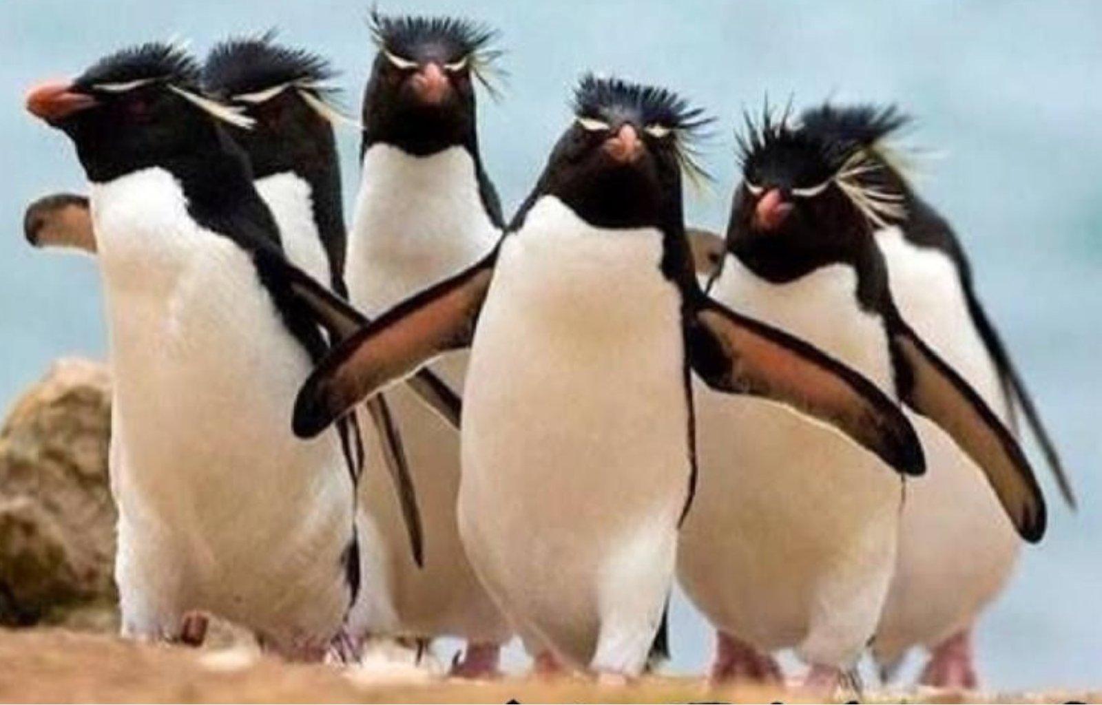 pinguïn moppen