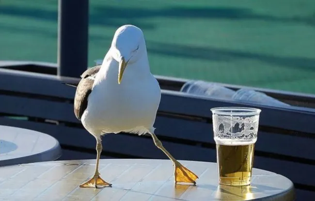 de beste bier moppen,