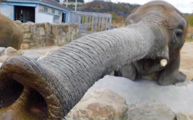 grappige olifant
