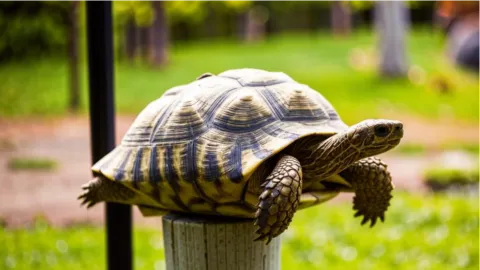 schildpad